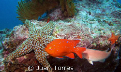 The famous Garibaldi abound in the coasts of California. ... by Juan Torres 
